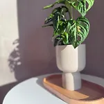 شقة Domfreyheit